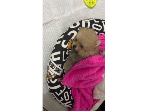 Kendi Üretimim Son 3 Yavru 60 Günlük Pomeranian Boo Bebekler