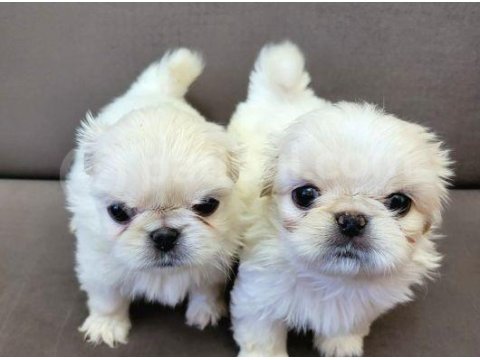 Pekinez Yavrularımız