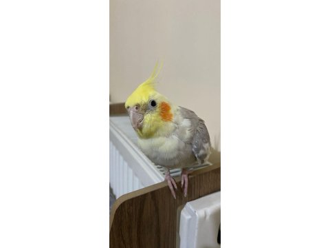 Konuşan Ve Şarkı Söyleyen Sultan Papağanı