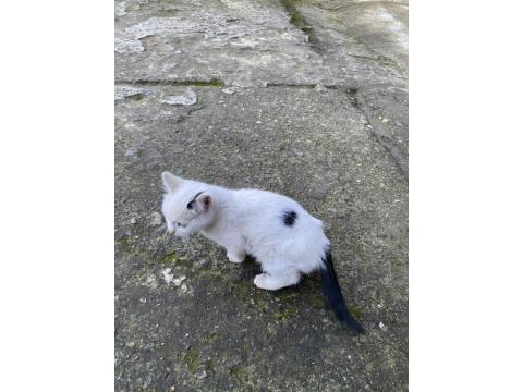 Yavru Kedilerimize Sıcak Yuva