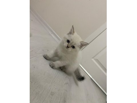 British Scottish Yavrularım