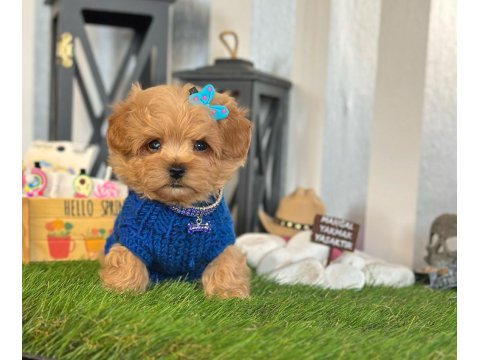 Maltipoo Köpeği Yavrular