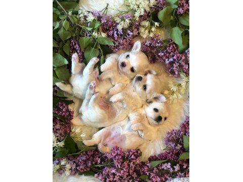 Sevimli Ve Eğitimli Chihuahua Yavru