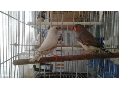 Beş Adet Zebra İspinozu (Hint Bülbülü)