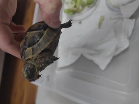 Sağlıklı Kara Kaplumbağası