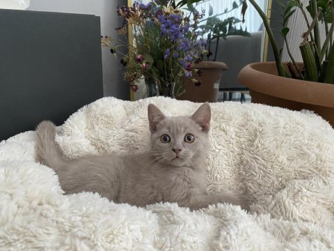Erkek British Shorthair Yavrumuz Yeni Ailesini Aramakta