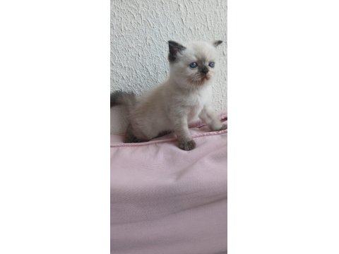 İran Kedisi Miniklerimiz Ailelerini Bekliyor