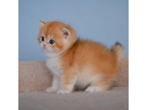 Şampiyon Golden British Shorthair Yavrumuz