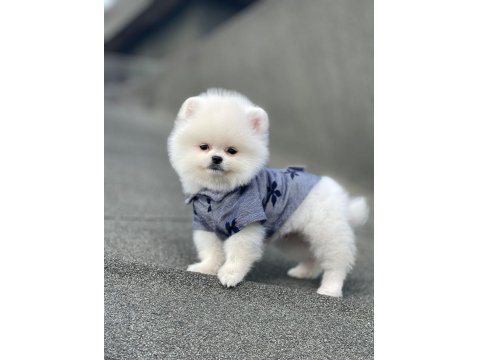 Ayı Surat Pomeranian Boo Yavru