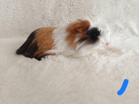 Yavru Guinea Pig