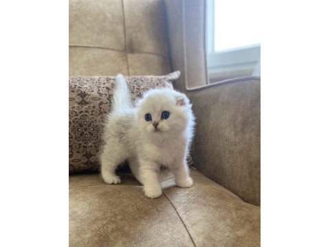 Irk Garantili Şecereli Anne Babanın Scottish Fold Silver Bebeği