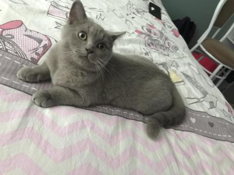 3 Aylık Erkek British Shorthair Acil