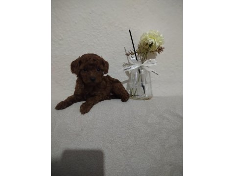 Orjinal Poodle