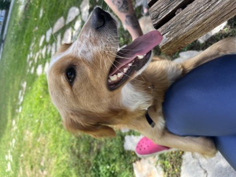 Dünya Tatlısı Bir Melez Köpeği Sahiplenme