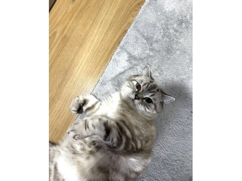 Kedimiz Pamuğumuzu Ücretsiz Sahiplendiriyoruz