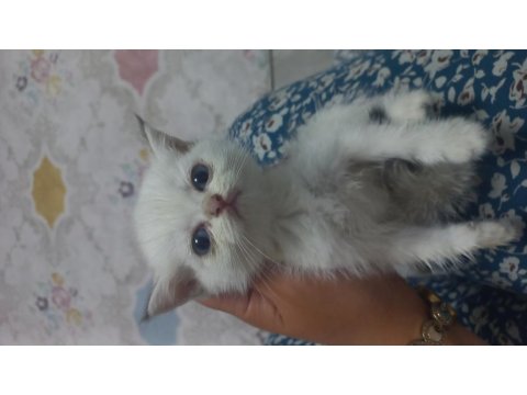 Golden Yeşil Mavi Göz Mükemmel Bebek Kedilerim