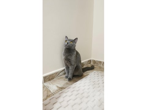 British Shorthair Dişi