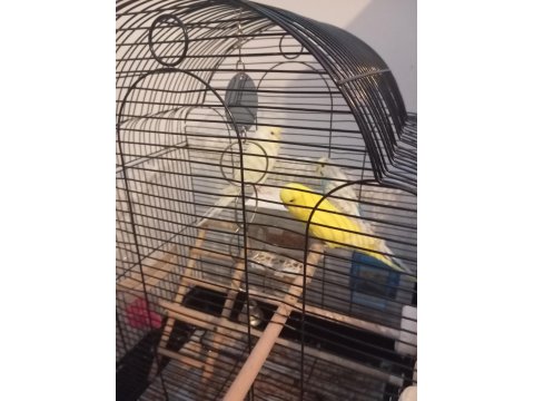 Acil Satılık Takım Kuşlar