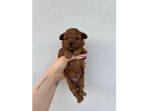 Toy Poodle Bebek Köpekler