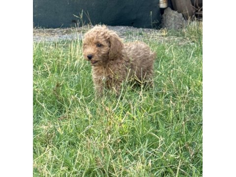 3 Küçük Poodle Ponçik