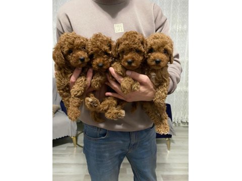 A Kalite Orjinal Koyu Toy Poodle