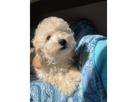 Anne Altından Poodle Yavrular