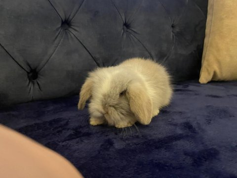 Yavru Hollanda Lop Tavşan Gri Beyaz