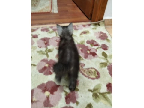 2 Kardeş Tuvalet Eğitimli 4 Aylık Scottish Fold