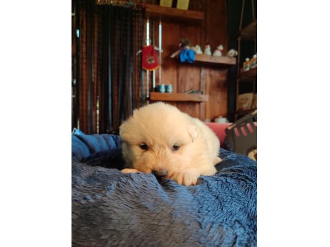 Bembeyaz Güzellik Safkan Samoyed Yavrusu
