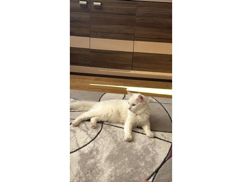 Kısır Aşıları Tam Ve Çipli Ankara Kedisi