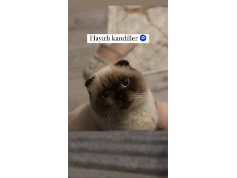 1,5 Yaşında Blue Point Erkek British Shorthair