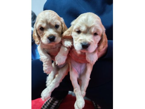 Son 2 Dişi Yavru Amerikan Cocker