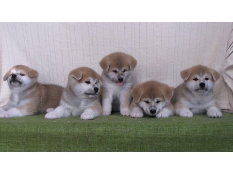 Japon Akita İnu Yavruları