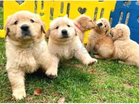 Yavru Golden Retriever Köpekler Sağlık Ve Irk Garantilidir