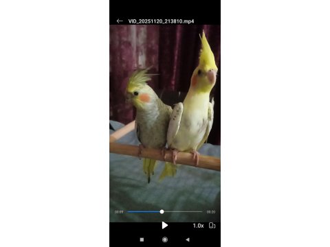 Yavru Sultan Papağanı Ele Alıştırmalık