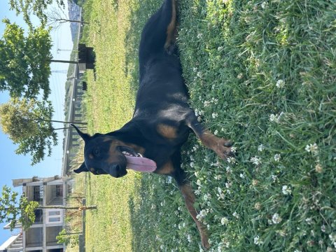 Doberman Yavruları