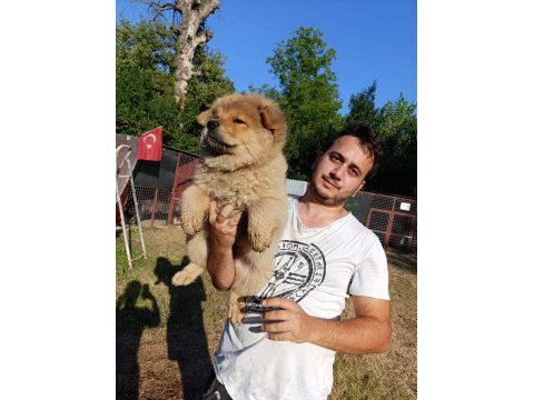 Üreticiden Çin Aslanı Chow Chow Bebekler