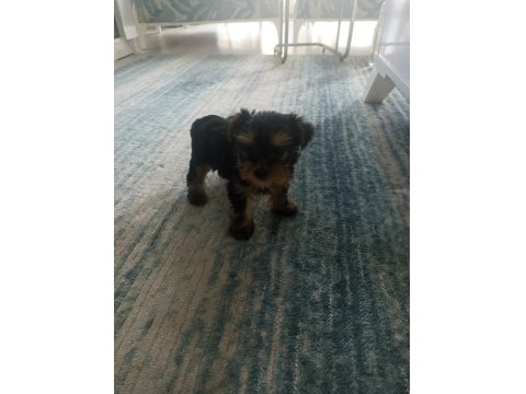 35 Günlük Erkek/Dişi Şecereli Yorkshire Terrier Bebekler