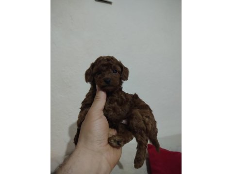Orjinal Poodle