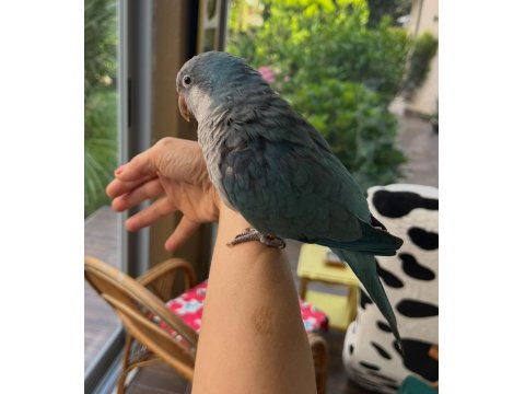 16 Aylık Full Evcil Konuşan Pudra Mavisi Monk Papağanı