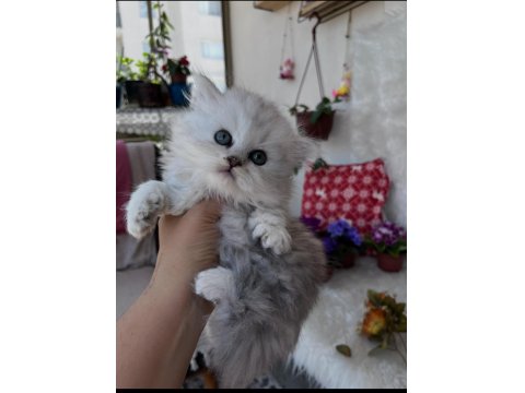 British Longhair Erkek Silver Yeşil Göz