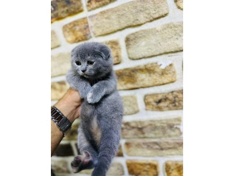 Scottish Fold Yavrumuz Sağlıklıdır Hazırdır