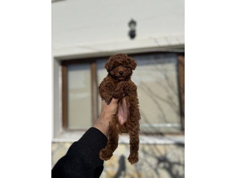 Kore Poodle Yavruları