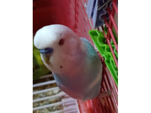 Muhabbet Kuşlar Yeni