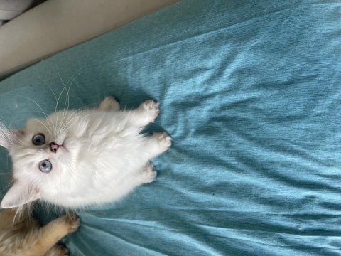 Safkan Atalardan Point British Longhair Yavrular