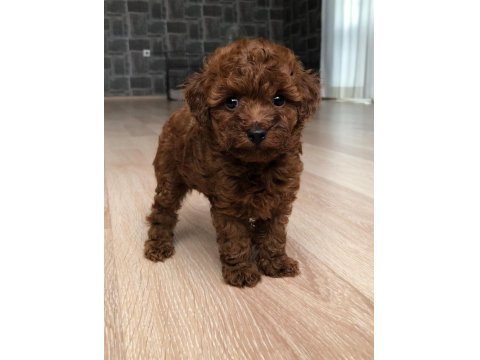 Toy Poodle Orjinal Teddy Yavrular