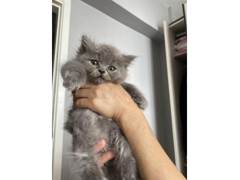 Scottish Yavrularımıza Yuva Arıyoruz