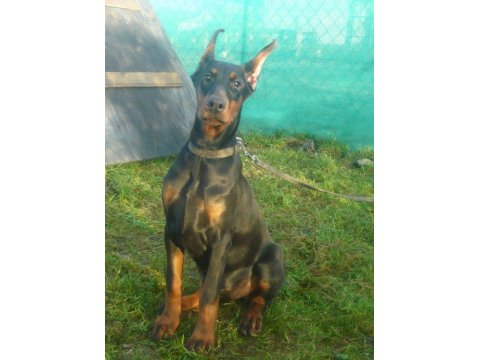 Doberman Köpeği Yavruları