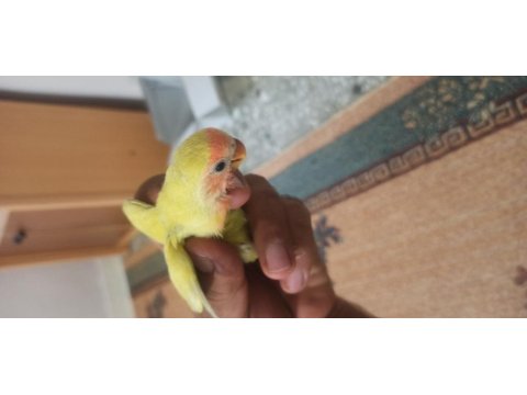 Sevda Papağanı El Besleme