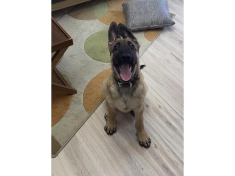 5 Aylık Safkan Yakışıklı Mı Yakışıklı Erkek Belçika Kurdu